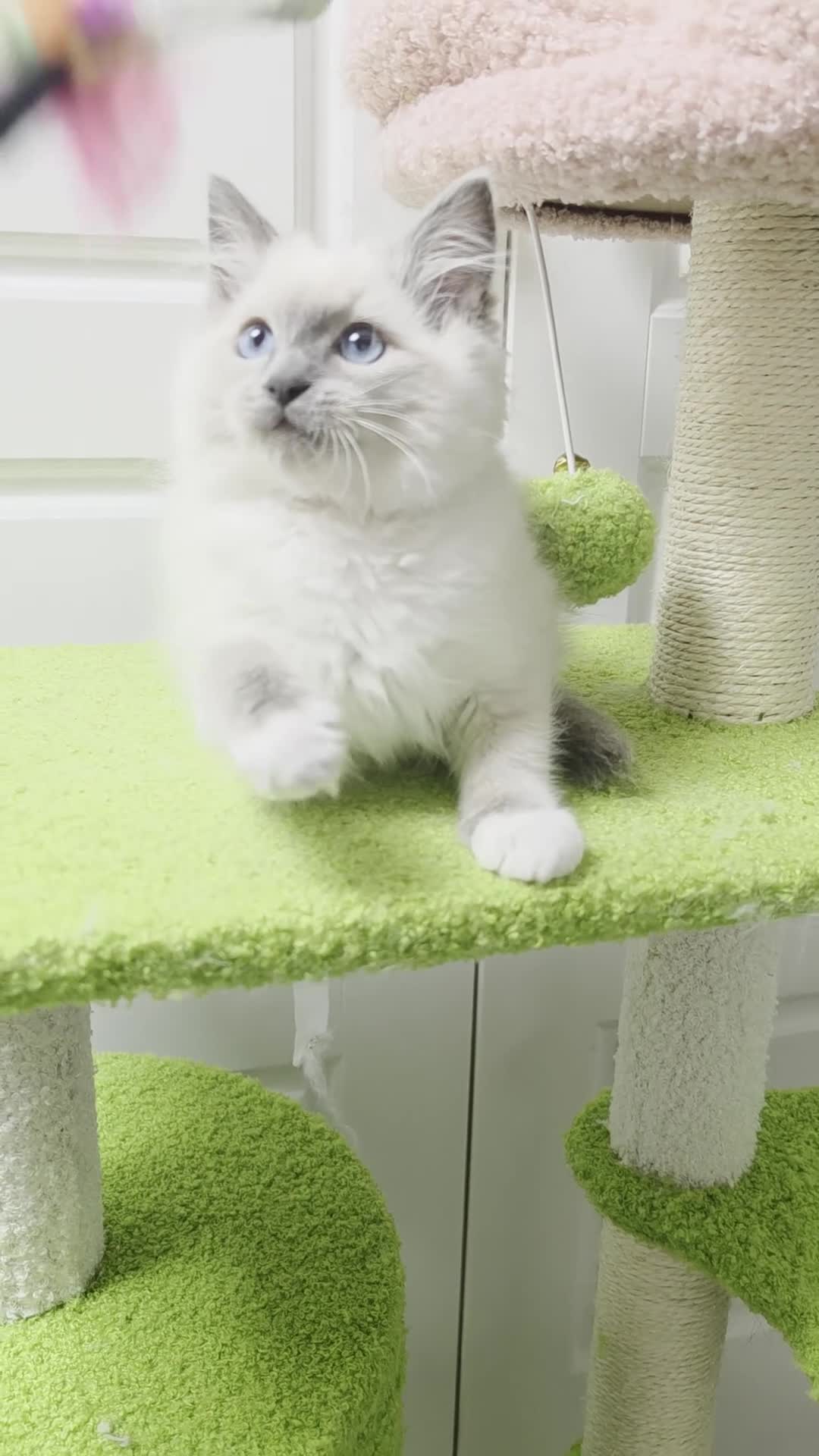 Ragdoll cats for sale: GCCF registered stunning girls available!  - Video 2