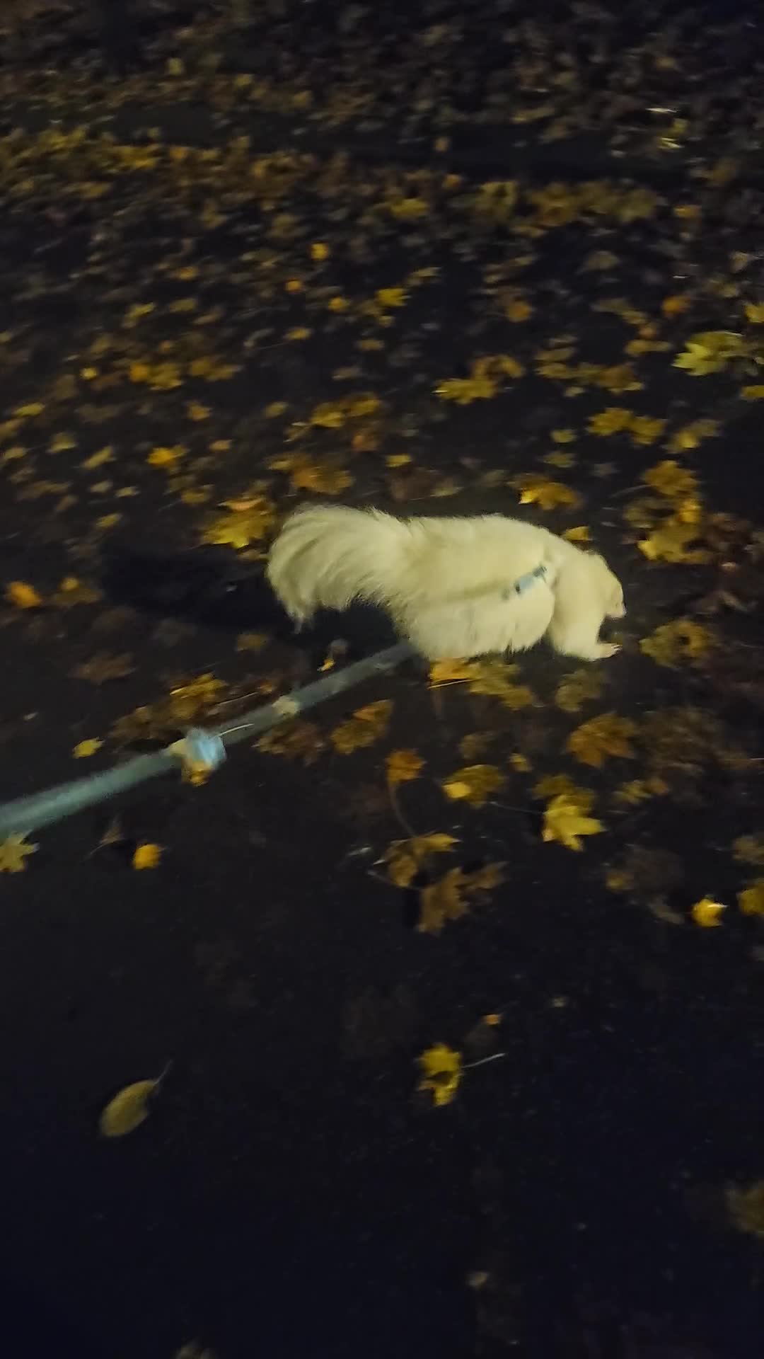 Mixed Breed reptiles for sale: Albino skunk  - Video 1