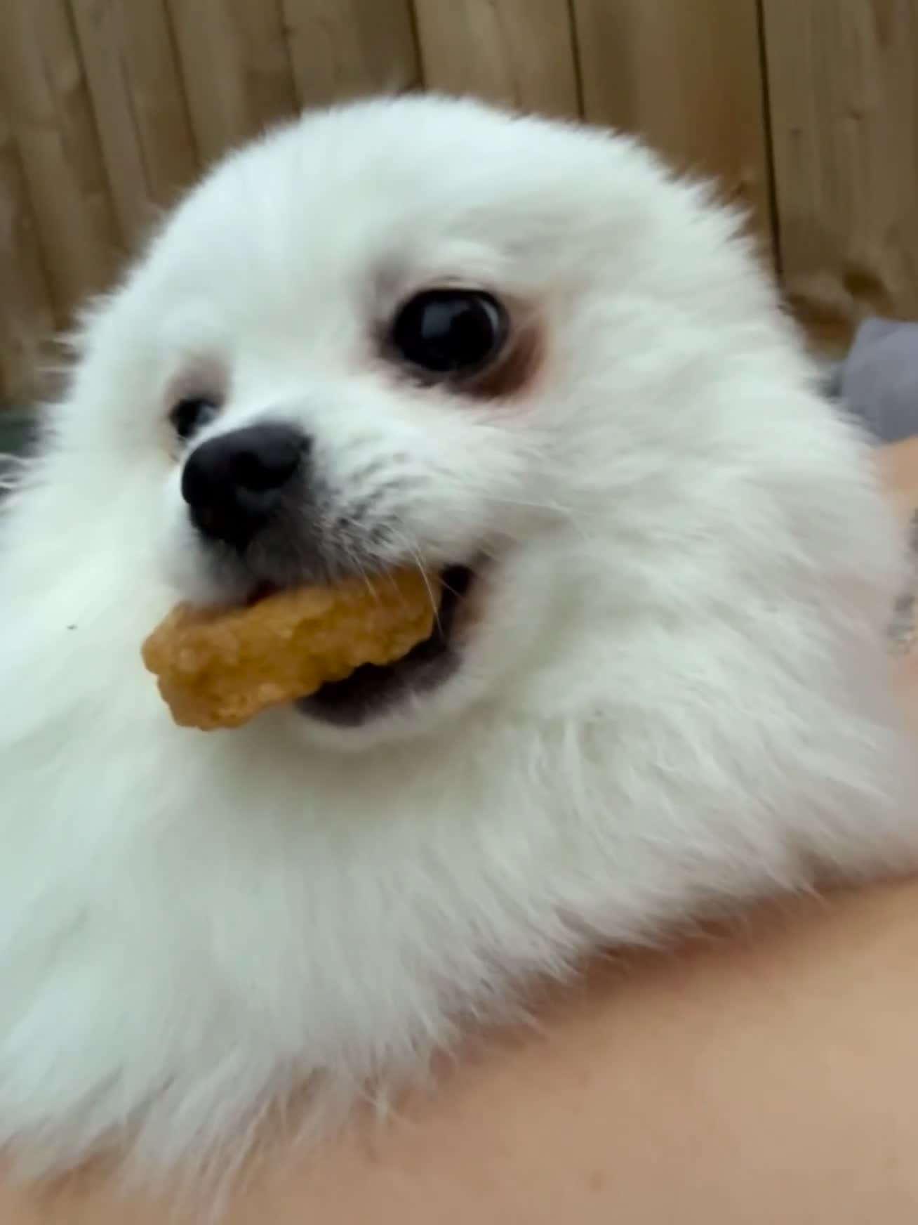 Pomeranian dogs for stud: POMERANIAN AVAILABLE FOR STUD - Video 1