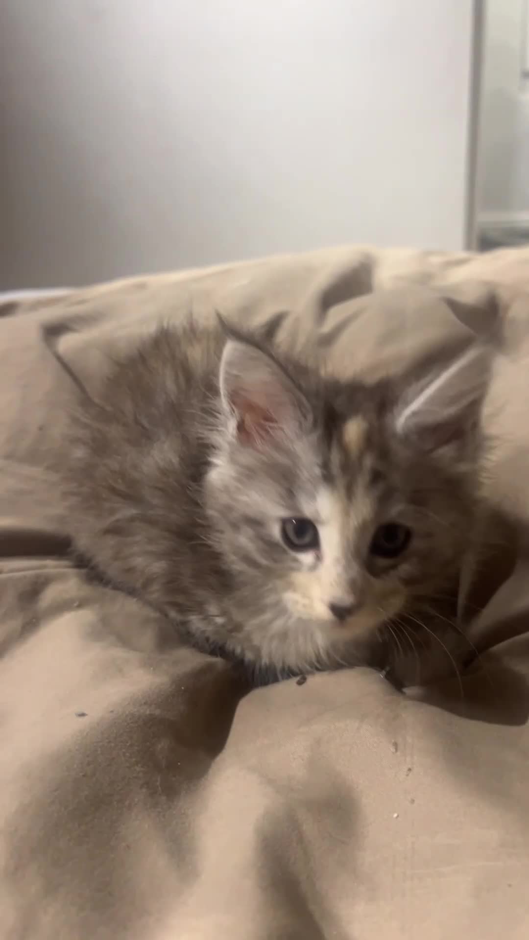 Maine Coon cats for sale: Maine coon kittens for sale  in Leeds - Video 5