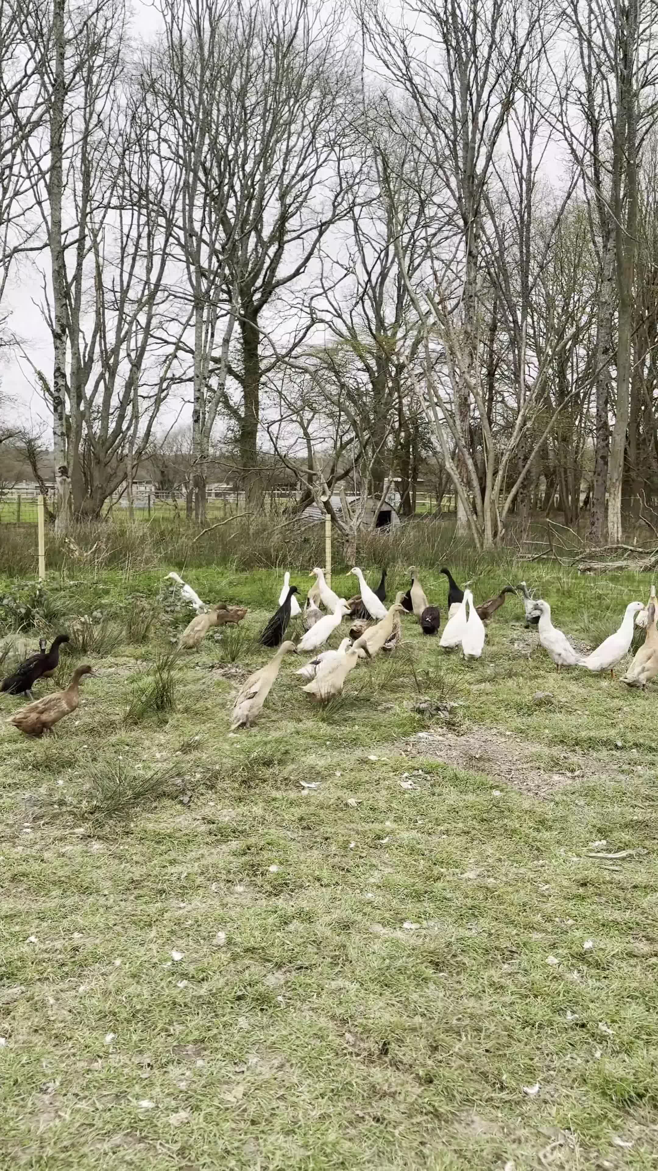 Ducks poultry for sale: Runner Duck Hatching Eggs x6 or x12 Available Now - Video 1