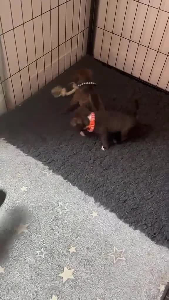 Mixed Breed dogs for sale: French bulldog x bullpei puppies for sale  - Video 1