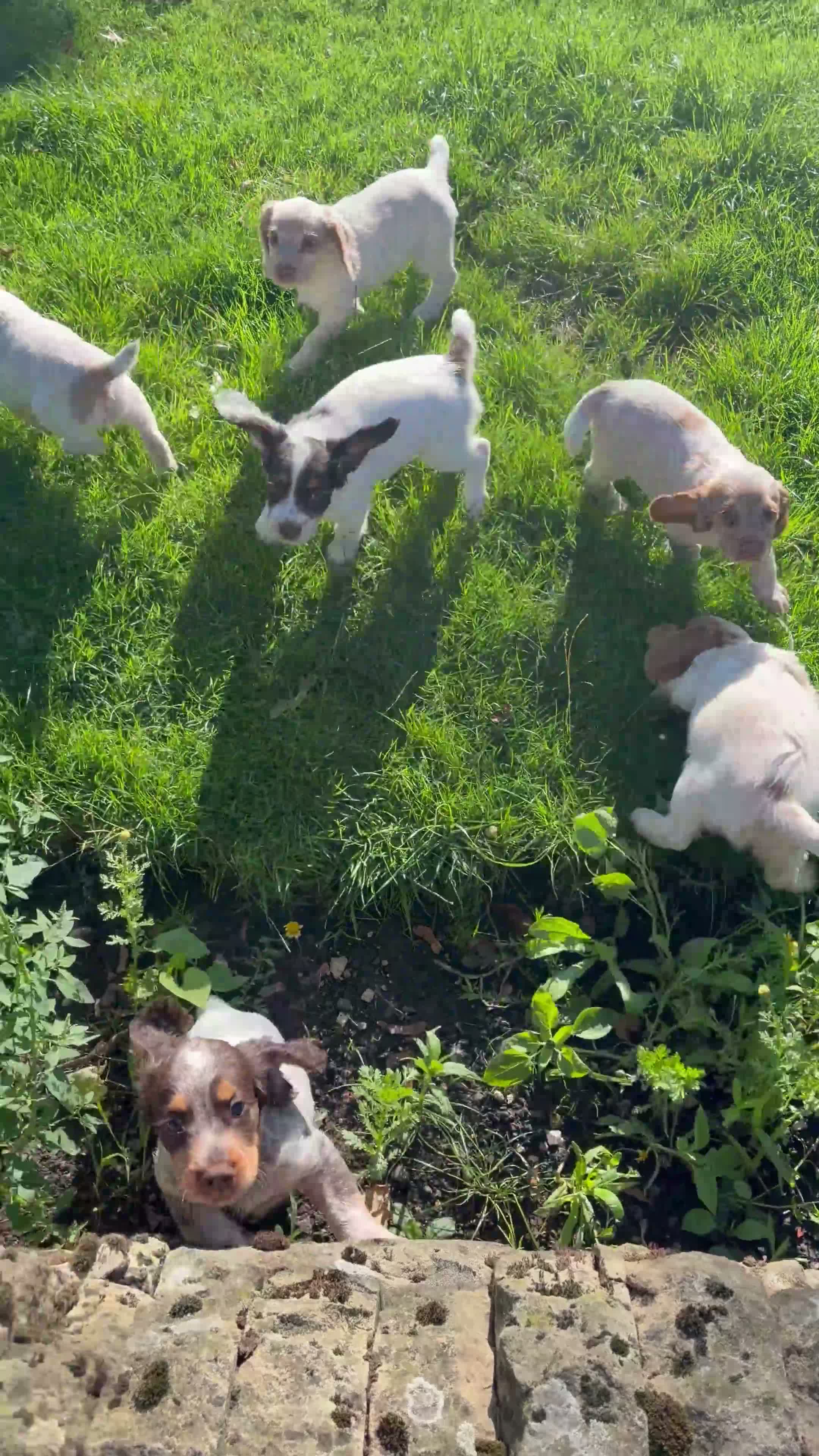 Cocker Spaniel dogs for sale: 8 KC registered Cocker Spaniel Puppies - Video 2