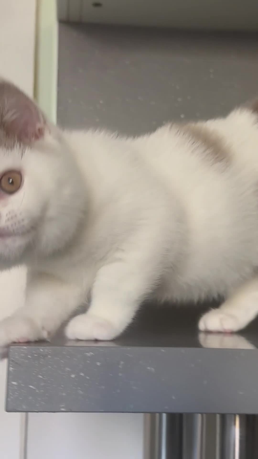 British Shorthair cats for sale: Lilac and white harlequin bsh boy  - Video 1