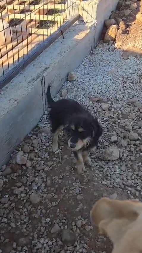 Mixed Breed dogs for adoption: Terrier Mix, 1 year Old Leyla is Ready for Adopt - Video 1