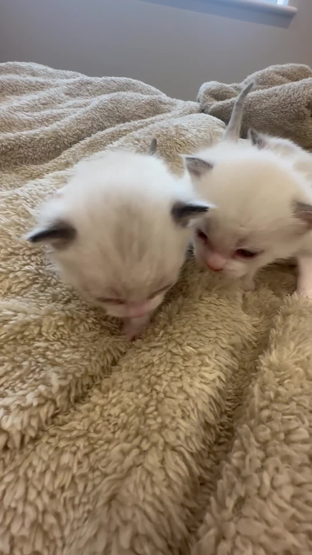 Ragdoll cats for sale: 2 Males Ragdoll Kittens Ready Today offers welcome in Purley - Video 1