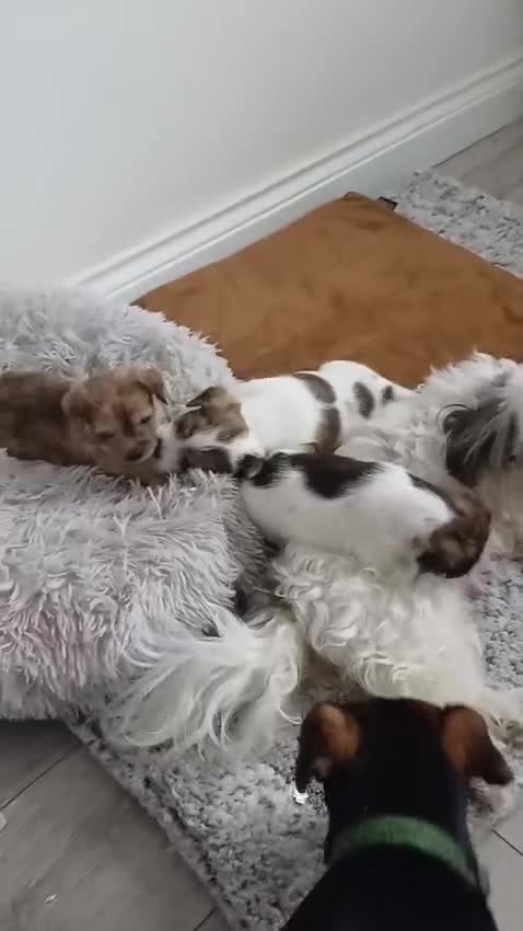 Mixed Breed dogs for sale: 3 beautiful malshi x jack russell cross puppies - Video 1