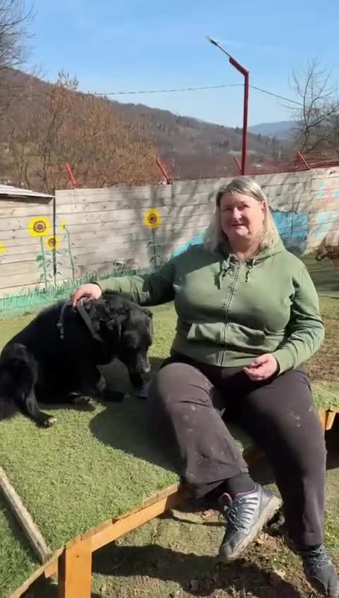 Mixed Breed dogs for adoption: Gina  in Ashford - Video 2