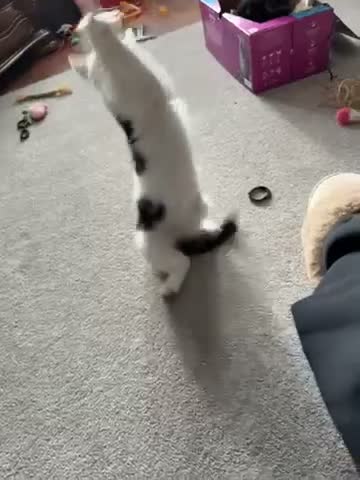 Domestic Shorthair cats for sale: Kittens for sale - Video 1