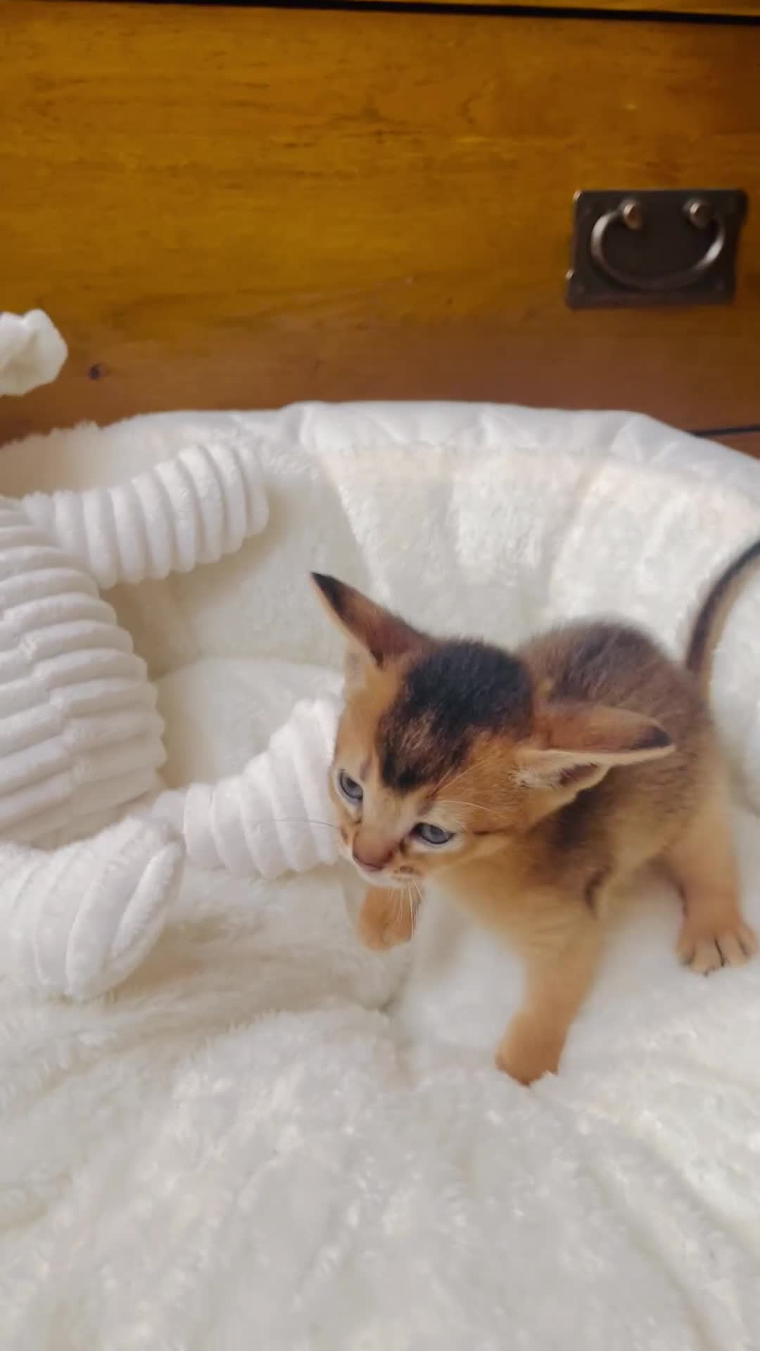 Abyssinian cats for sale: 🏆🥇🏵️Top Quality Champion Lines Abyssinian - Video 1