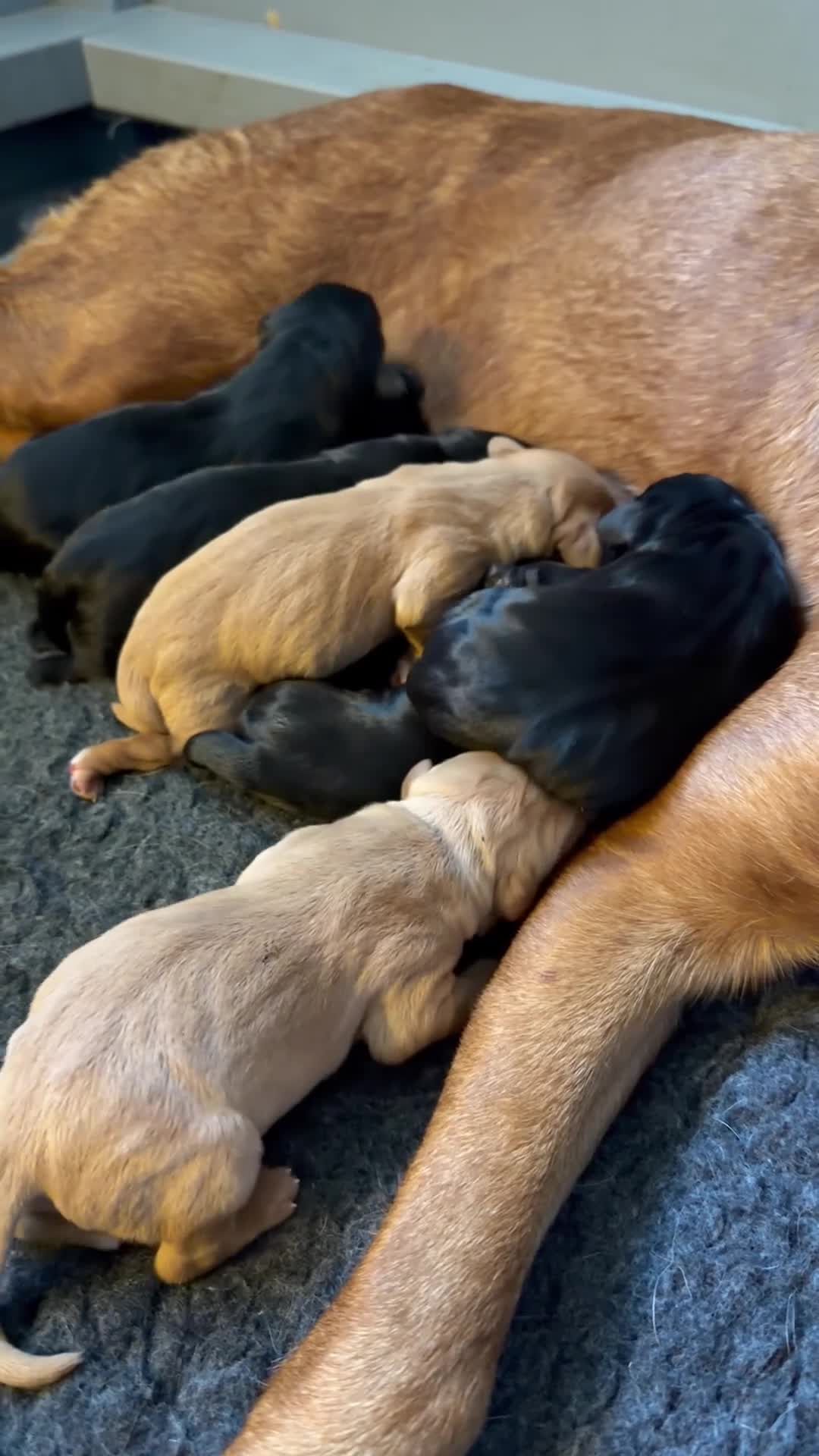 Labrador Retriever dogs for sale: Fully Health Tested Working Labradors  - Video 4