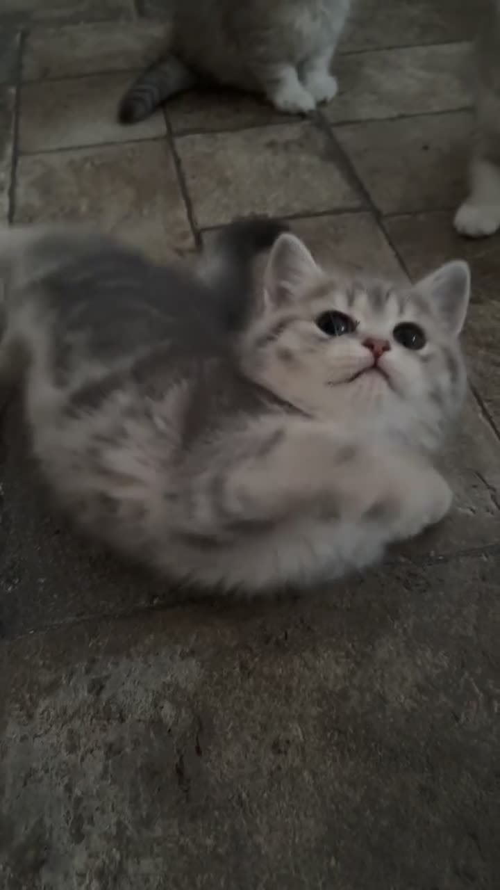 Scottish Fold cats for sale: ❤️ Persian Fold Rare Mix ❤️ - Video 3