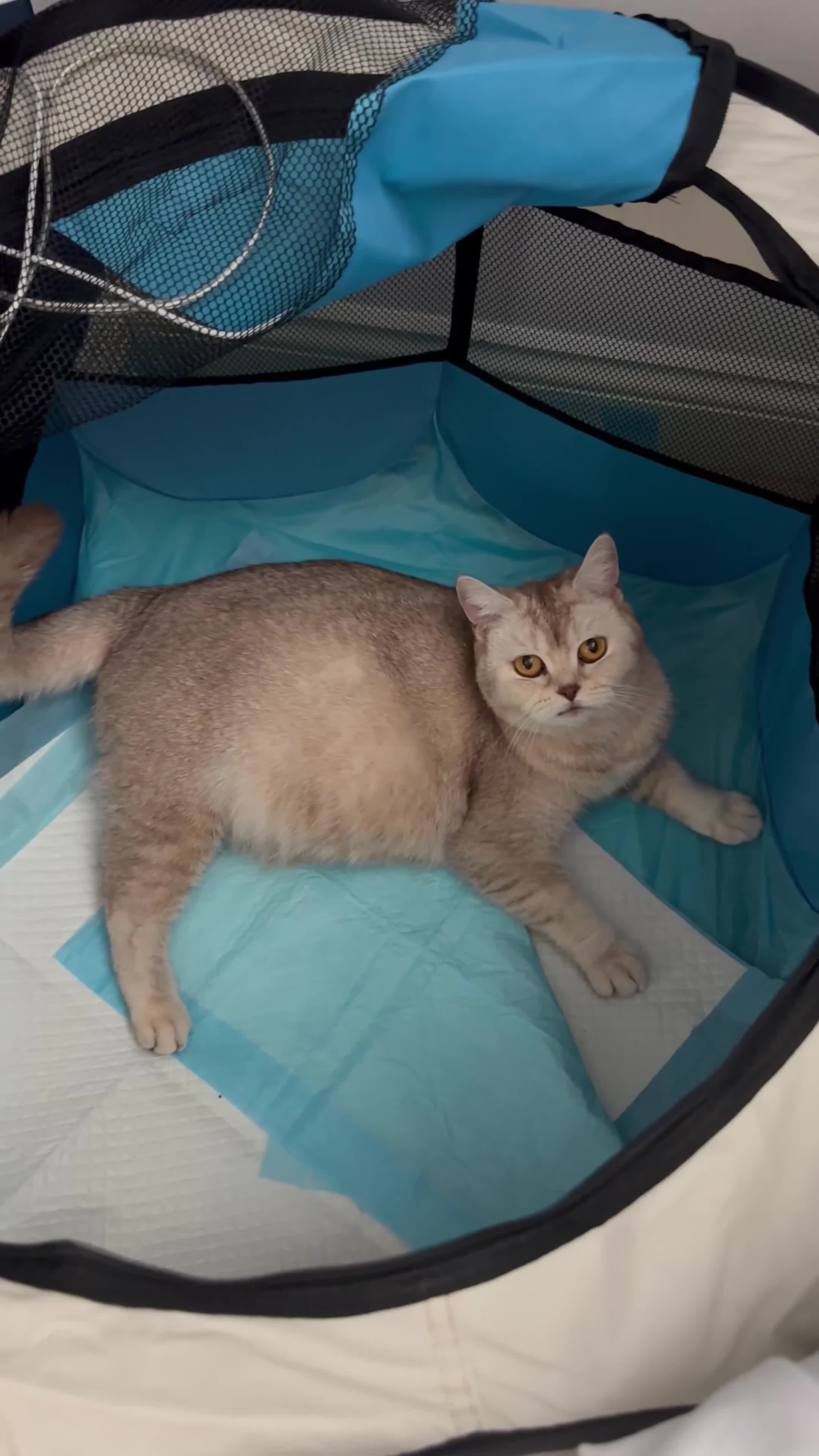 Mixed Breed cats for sale: Beautiful boys for sale - Video 3