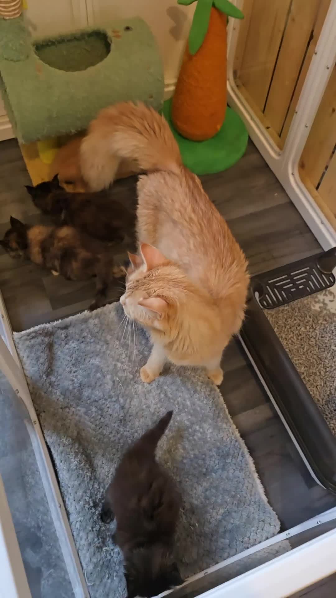 Maine Coon cats for sale: Maine Coon Kittens Tortie/Torbie Russian lines - Video 1
