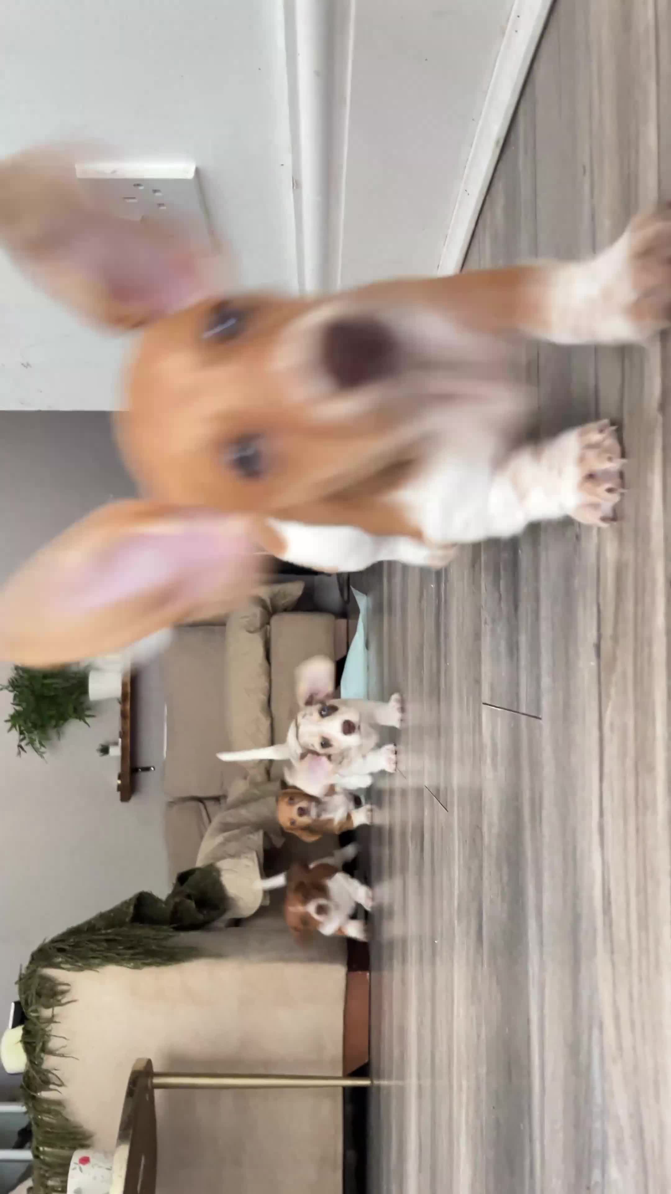 Miniature Dachshund dogs for sale: ‼️Last pup left‼️ 🐾Pied girl with ticked paws 🐾  - Video 1