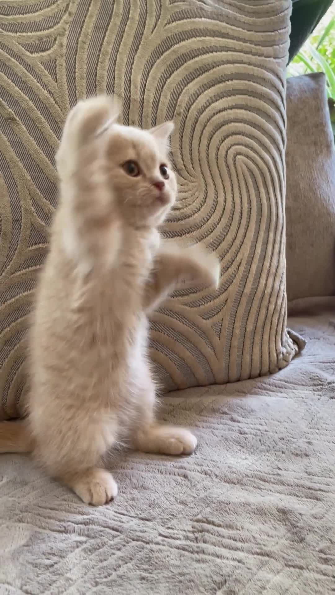 British Shorthair cats for sale: GCCF British Shorthair Kittens  in Southampton - Video 1