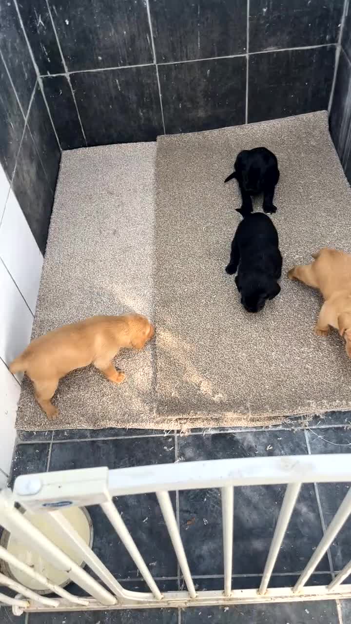Labrador Retriever dogs for sale: Beautiful chunky KC Labrador ftch bloodline - Video 1