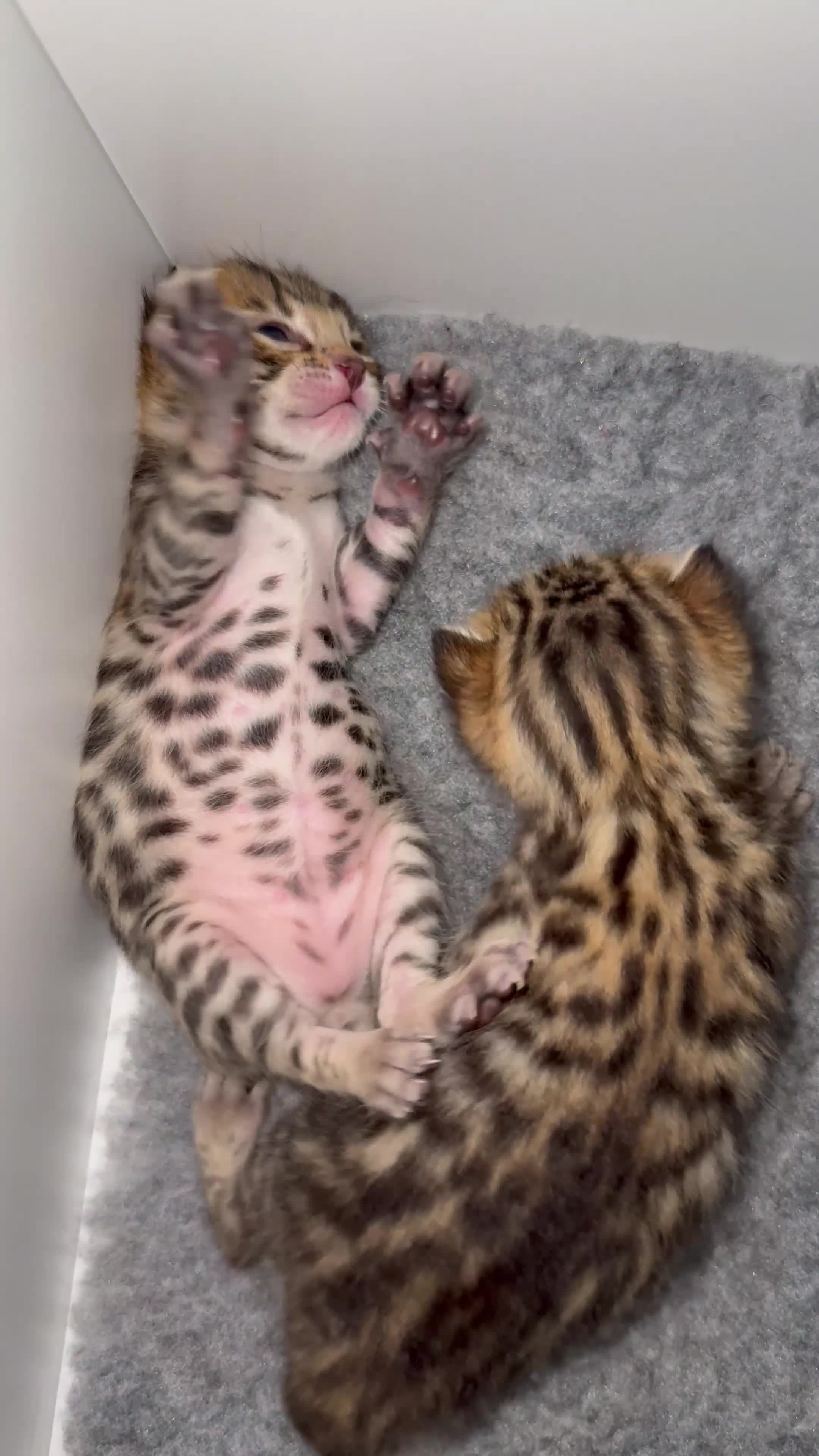 Bengal cats for sale: Exceptional show quality Brown TICA registered 🥰 - Video 2
