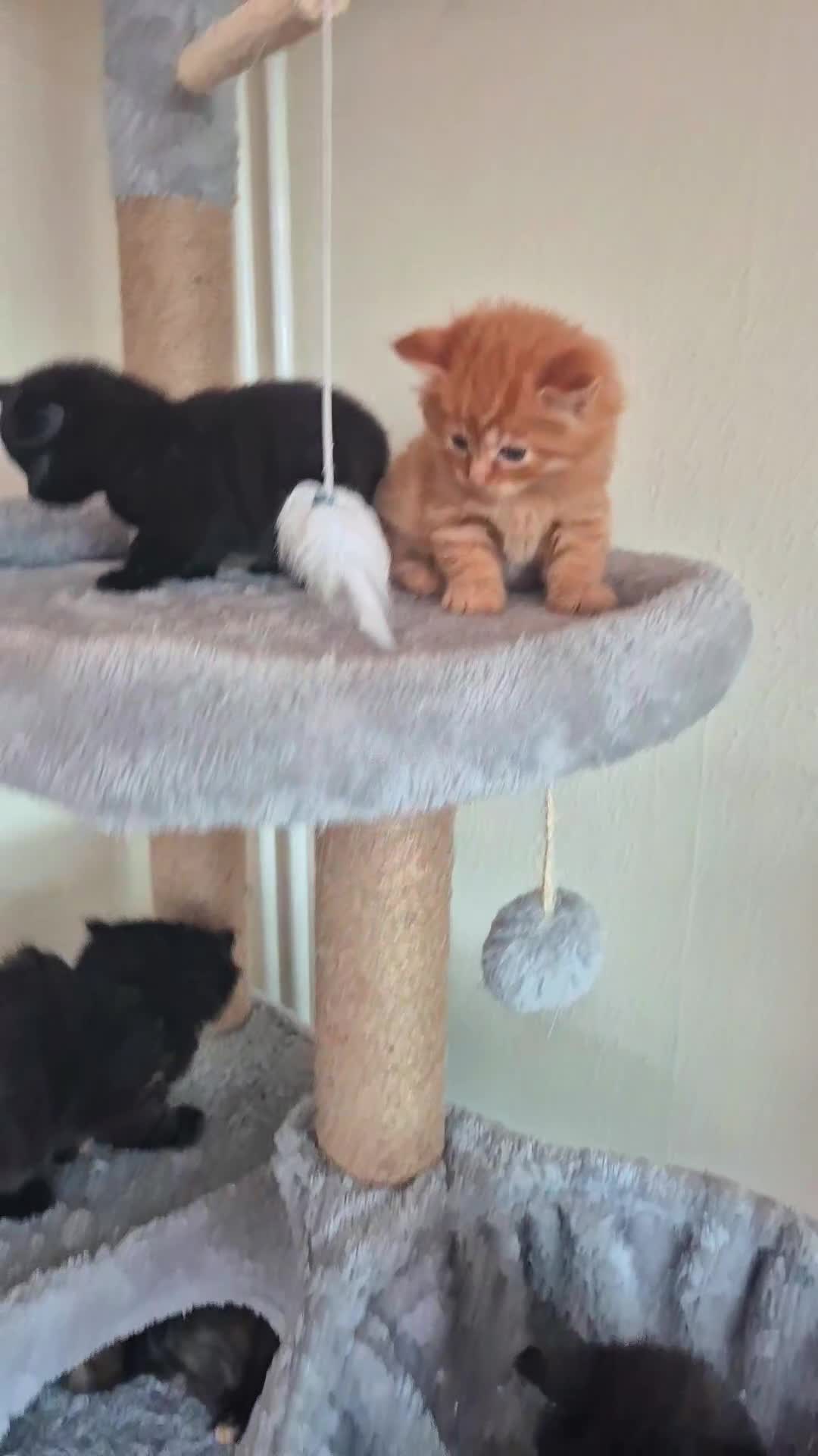 Mixed Breed cats for sale: Super friendly, fluffy kittens! 😻 - Video 1
