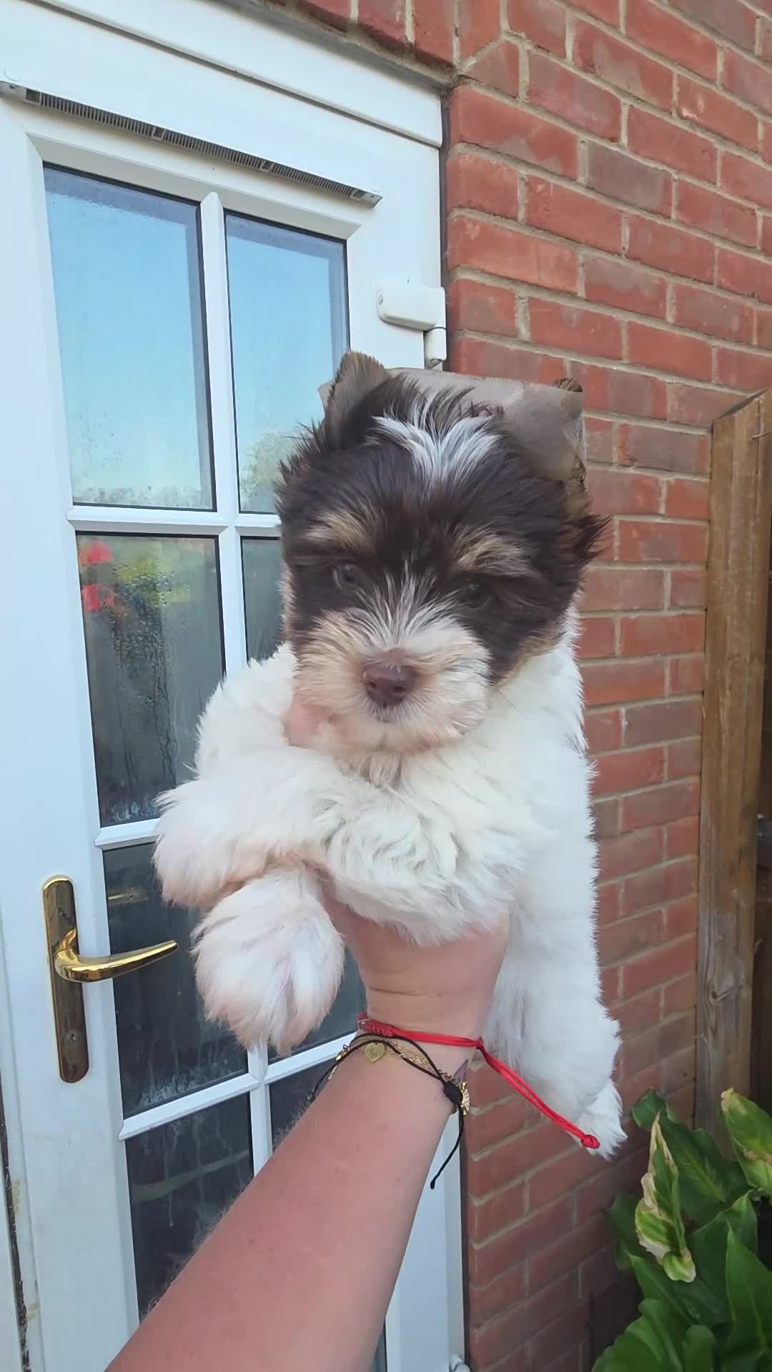 Yorkshire Terrier dogs for sale: Cute puppies ready for new home - Video 3