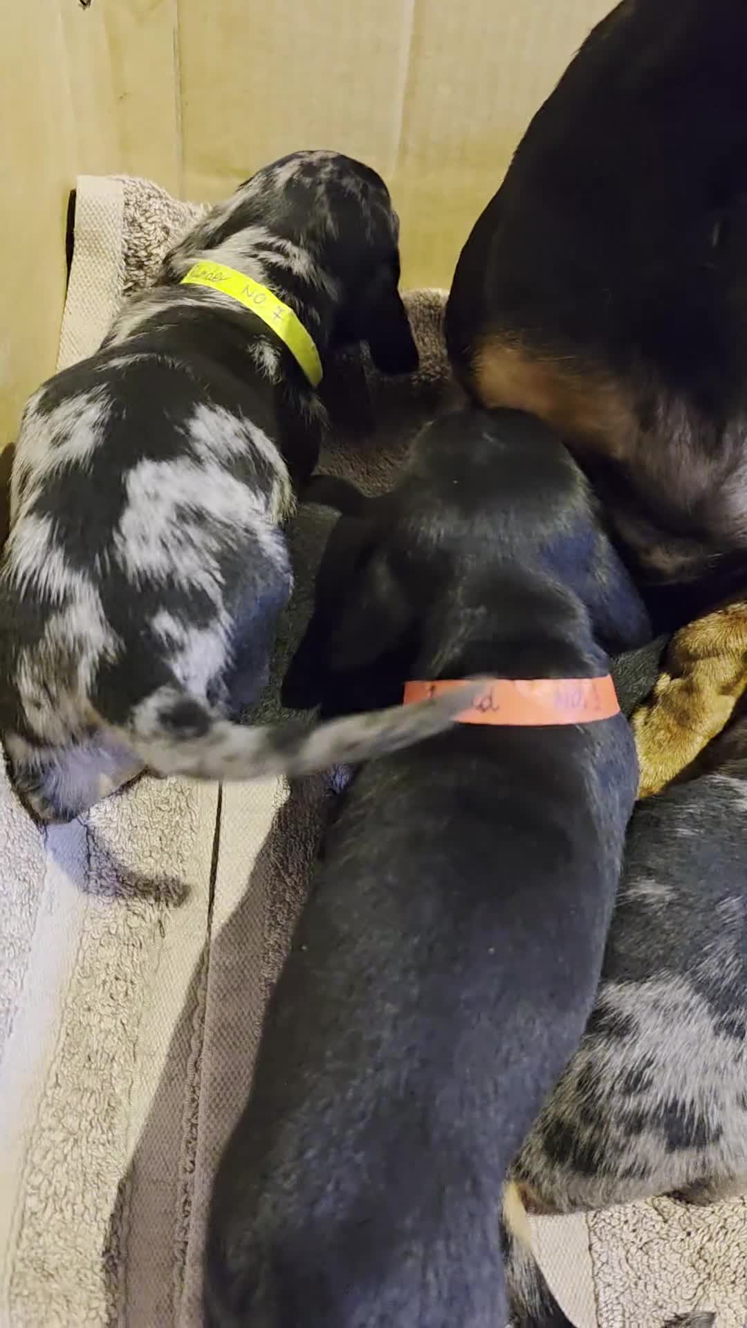 Miniature Dachshund dogs for sale: SILVER/BLACK Adorable dachshund puppies for sale😍 - Video 4