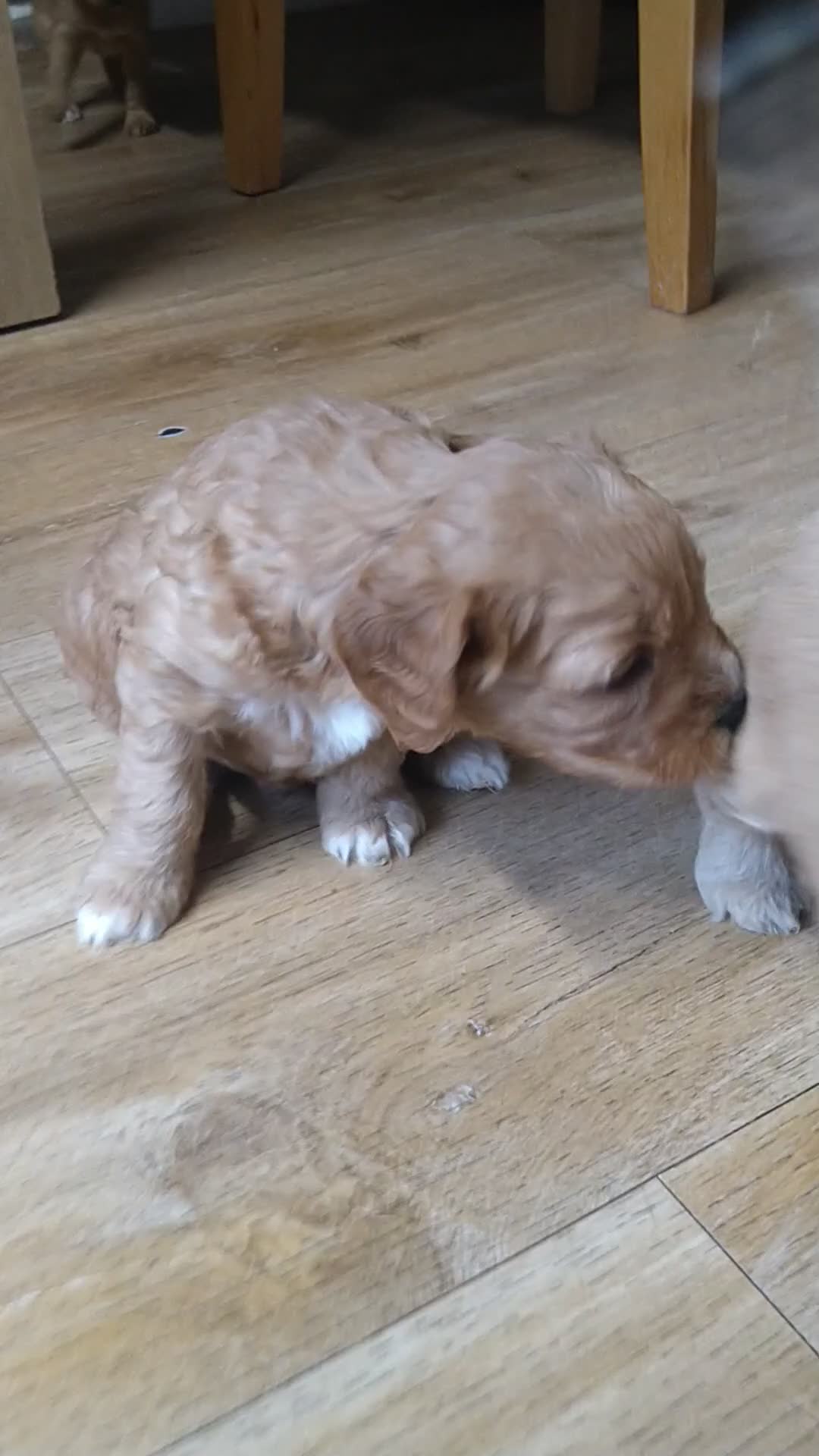 Mixed Breed dogs for sale: Beautiful female available ready to leave 1st nov - Video 1