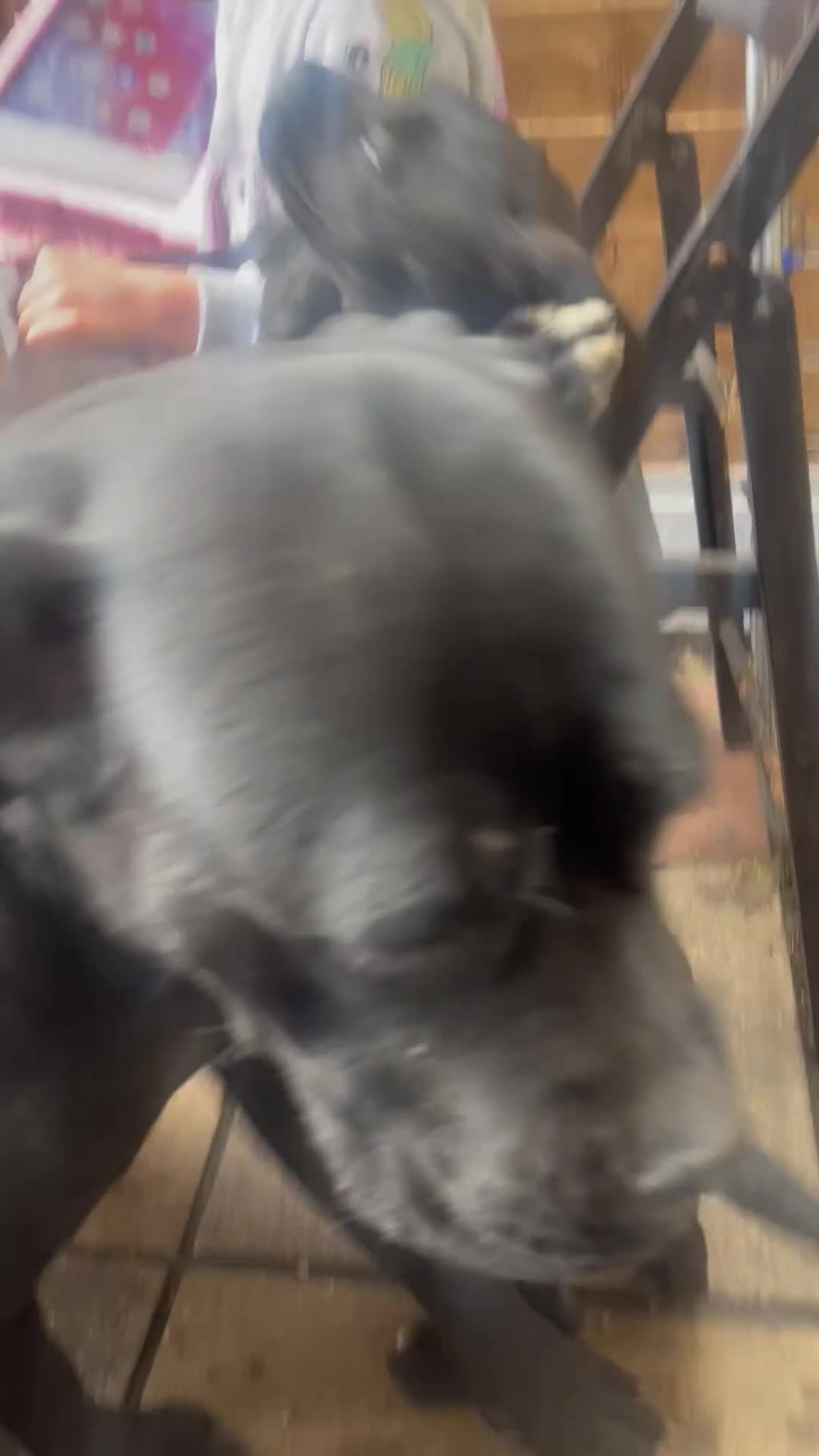 Cane Corso dogs for sale: CANE CORSO GUARDIAM ANGELS  in Enfield - Video 1