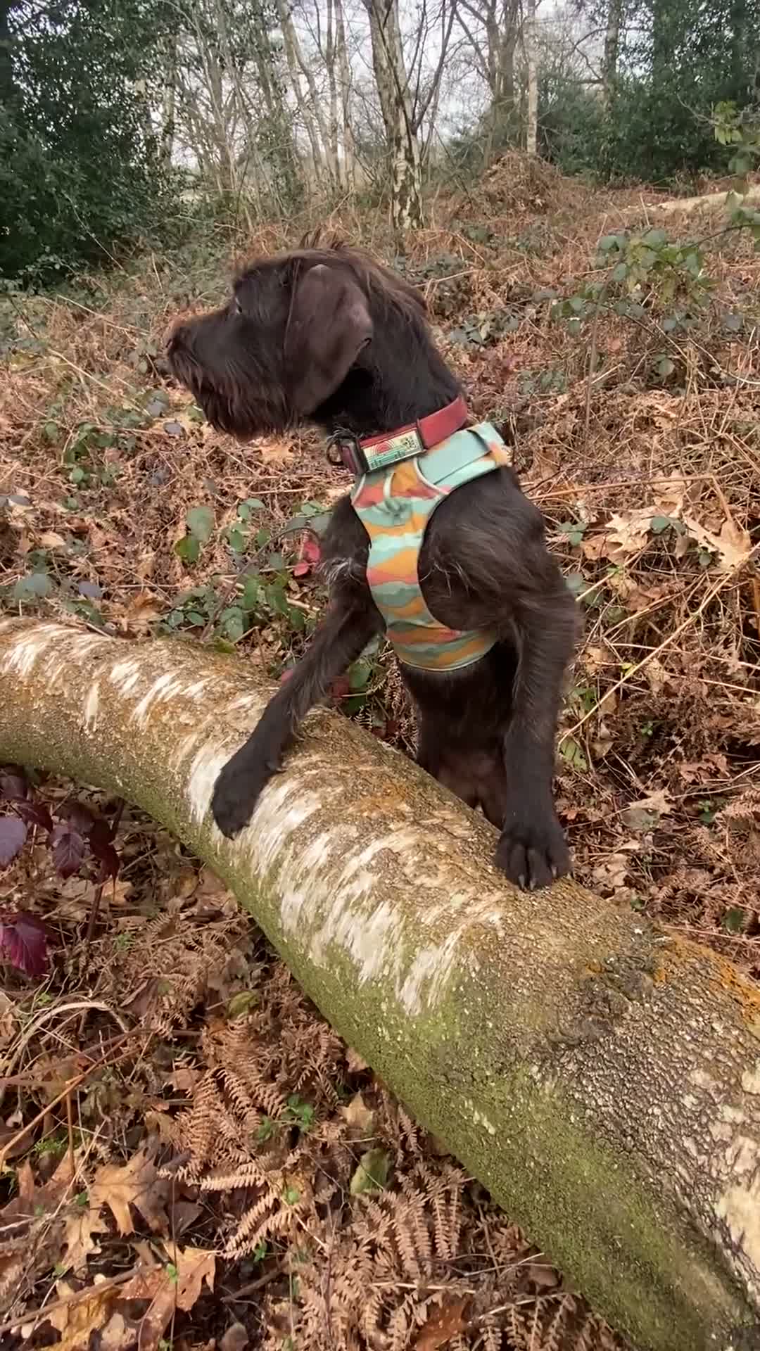 Mixed Breed dogs for sale: German Wire haired cross Labrador puppies - Video 1