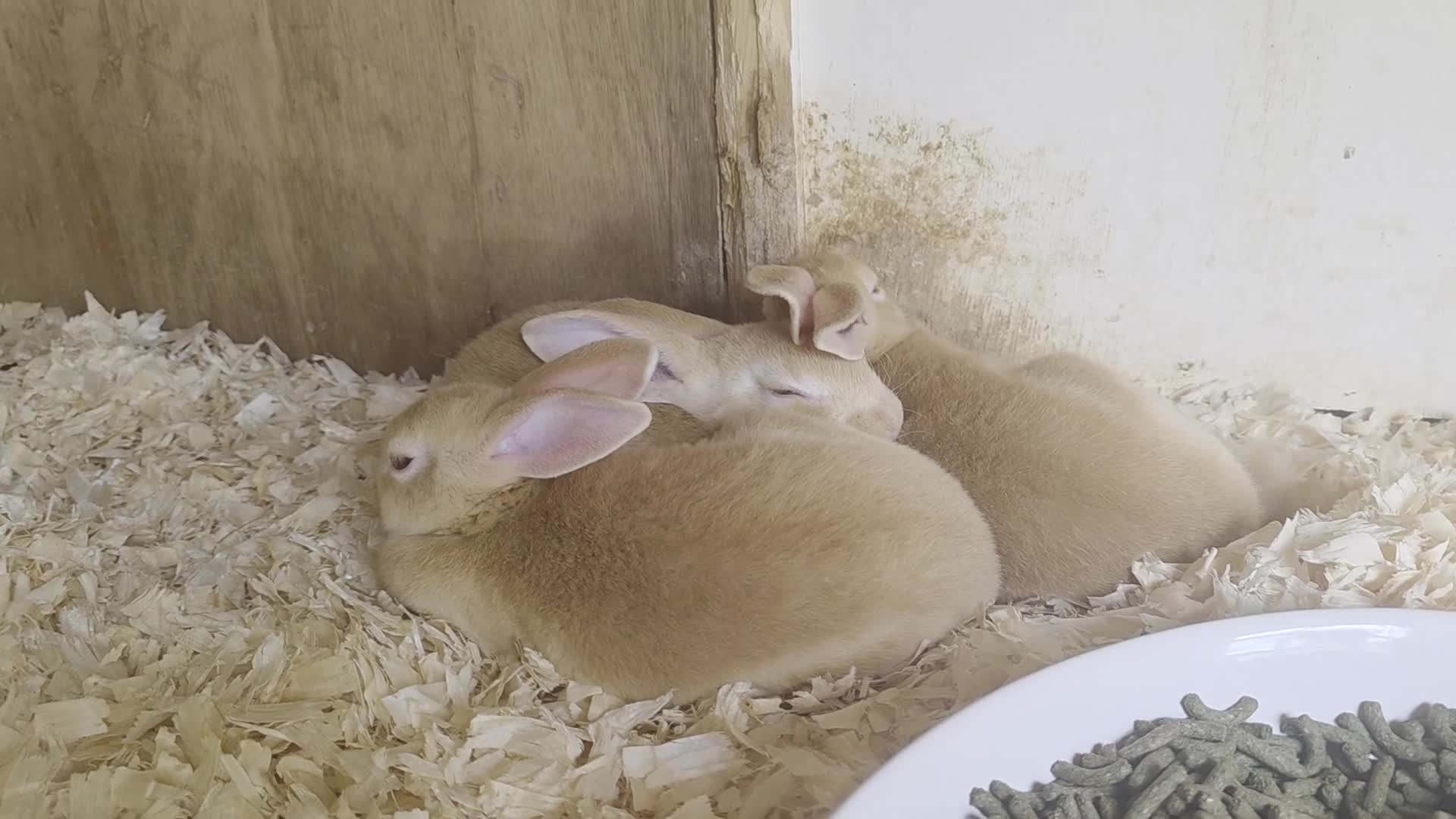Mini Lop rabbits for sale: Mini rex mini lops and netherland dwarfs - Video 1