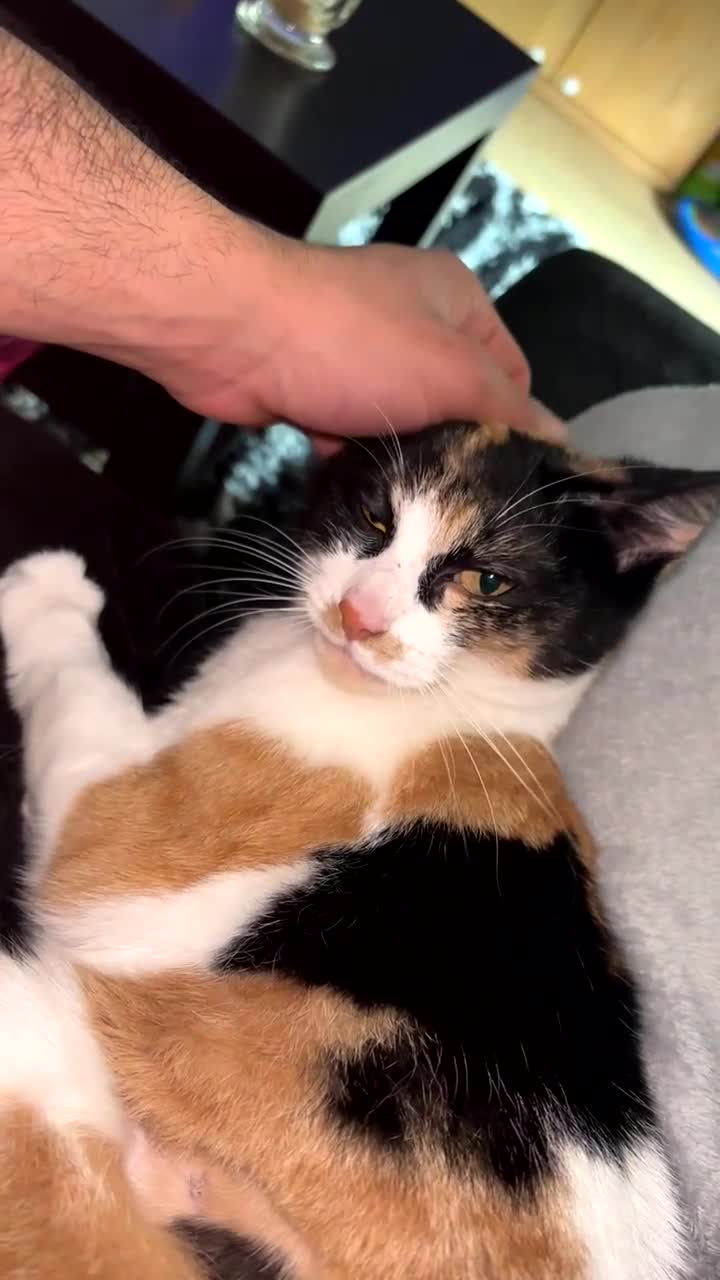 Domestic Shorthair cats for sale: bubbles  - Video 1