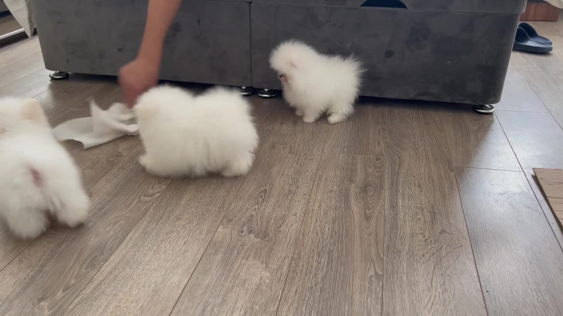 Pomeranian dogs for sale: Amazing pure white KC puppies looking for lovely🏠 - Video 4