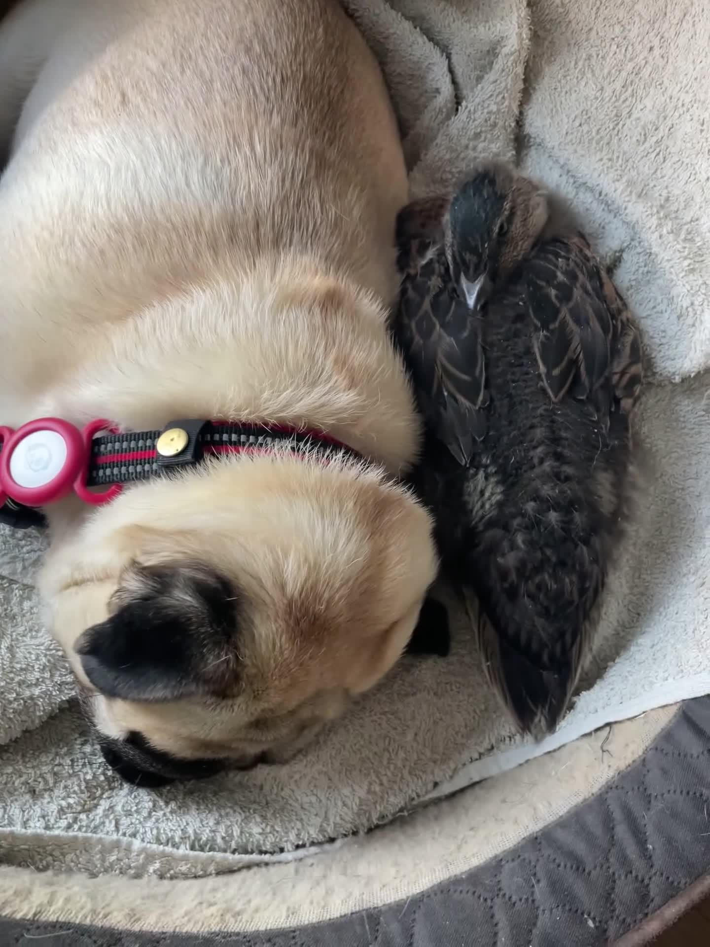 Mixed Breed dogs for sale: The Pug Who Raised a Duck Is Now Expecting Her Own - Video 3