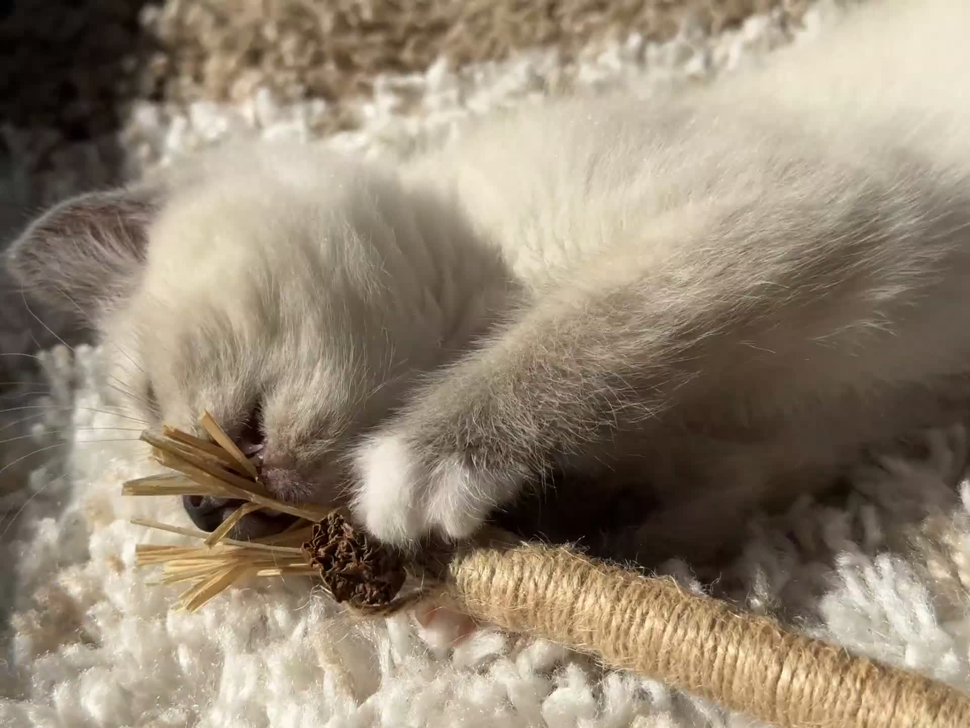 Ragdoll cats for sale: Male Ragdoll Mix - Video 2