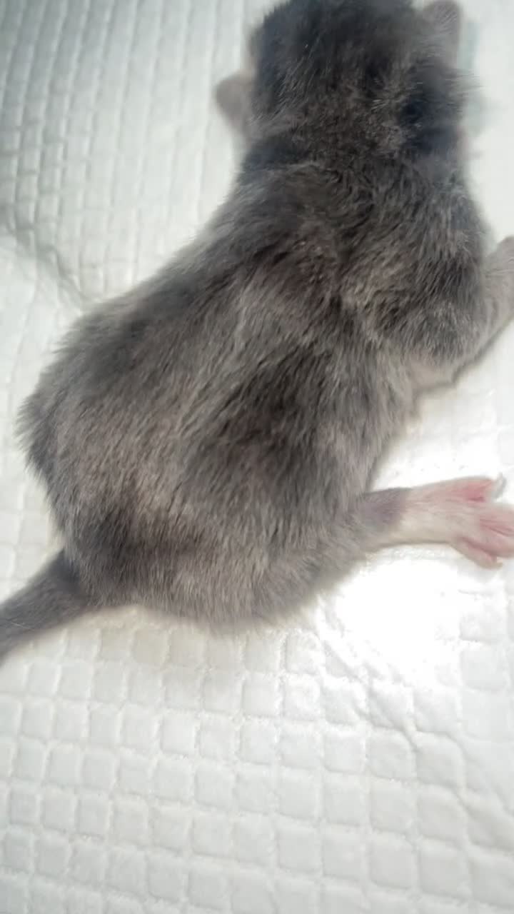 Mixed Breed cats for sale: Silver bengal mixed breed kittens  - Video 1