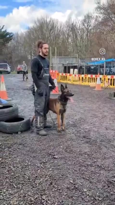 Belgian Shepherd Dog dogs for sale: Elite Female Malinois – Fully Vaccinated  - Video 1