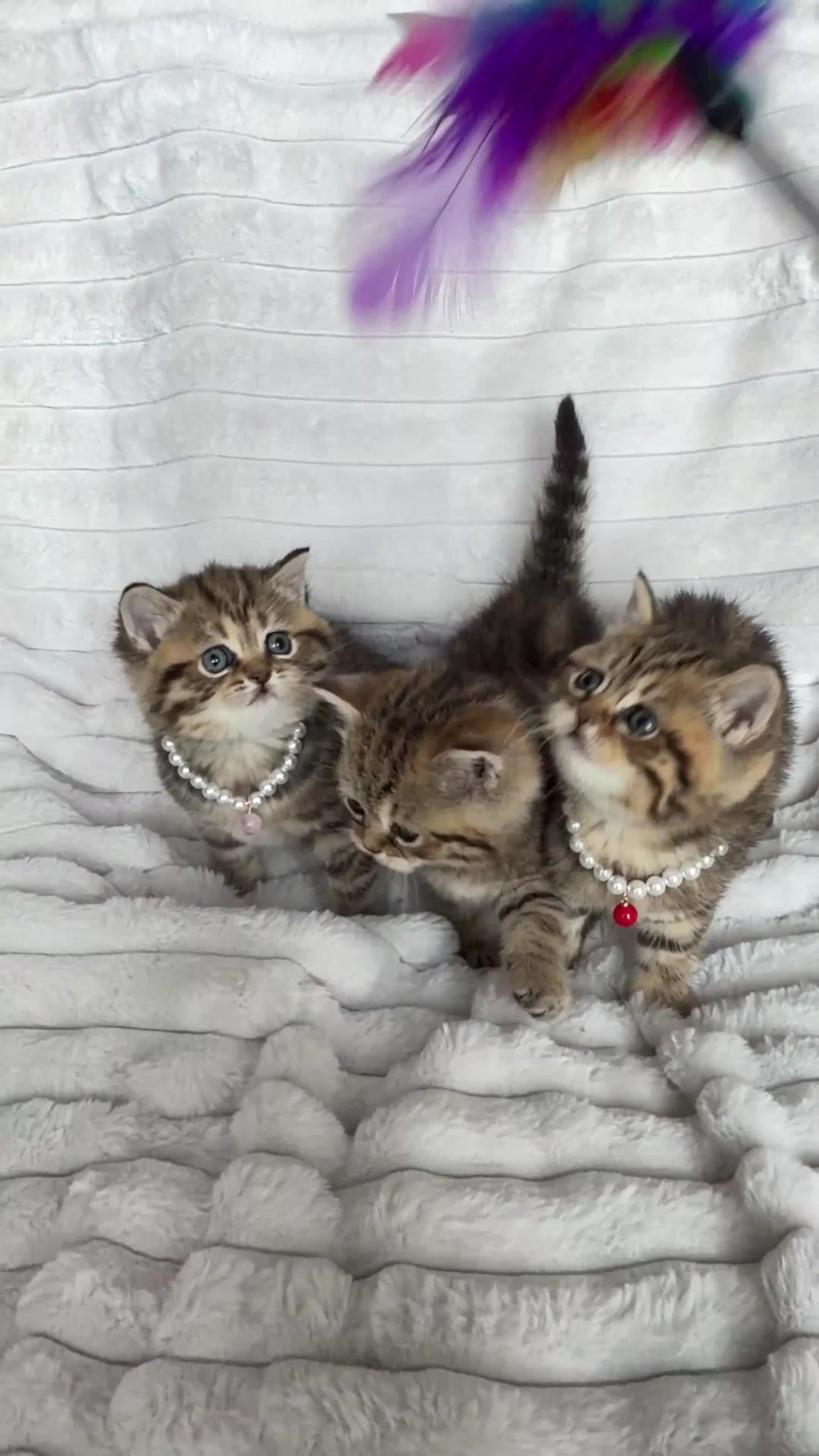 British Shorthair cats for sale: Stunning Tabby FULL PEDIGREECHAMPION BSH BABIES 😍 - Video 2