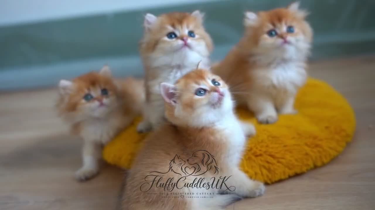 British Longhair cats for sale: TICA Exceptional Pedigree Golden British Kittens - Video 1
