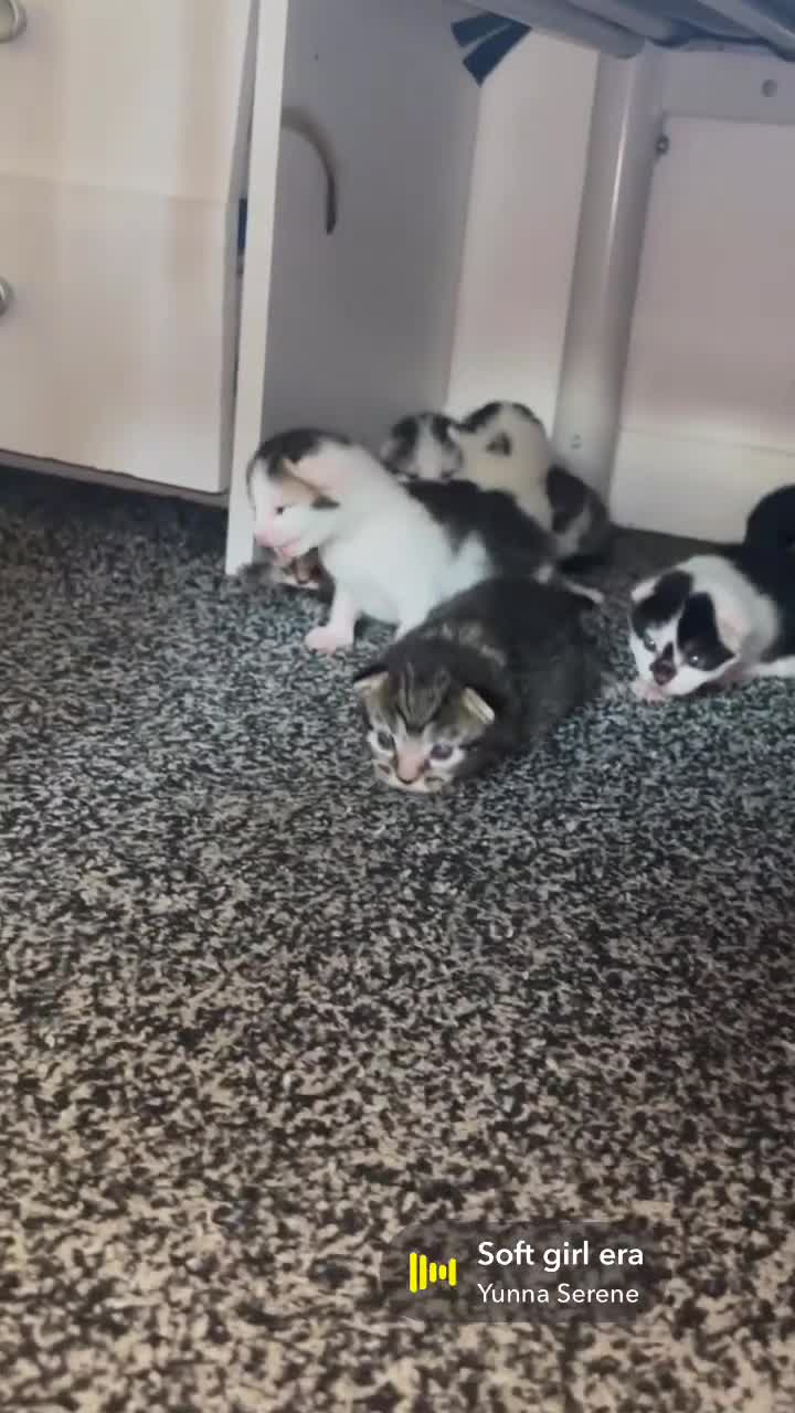 Mixed Breed cats for sale: 7 beautiful kittens available 🐱  - Video 2