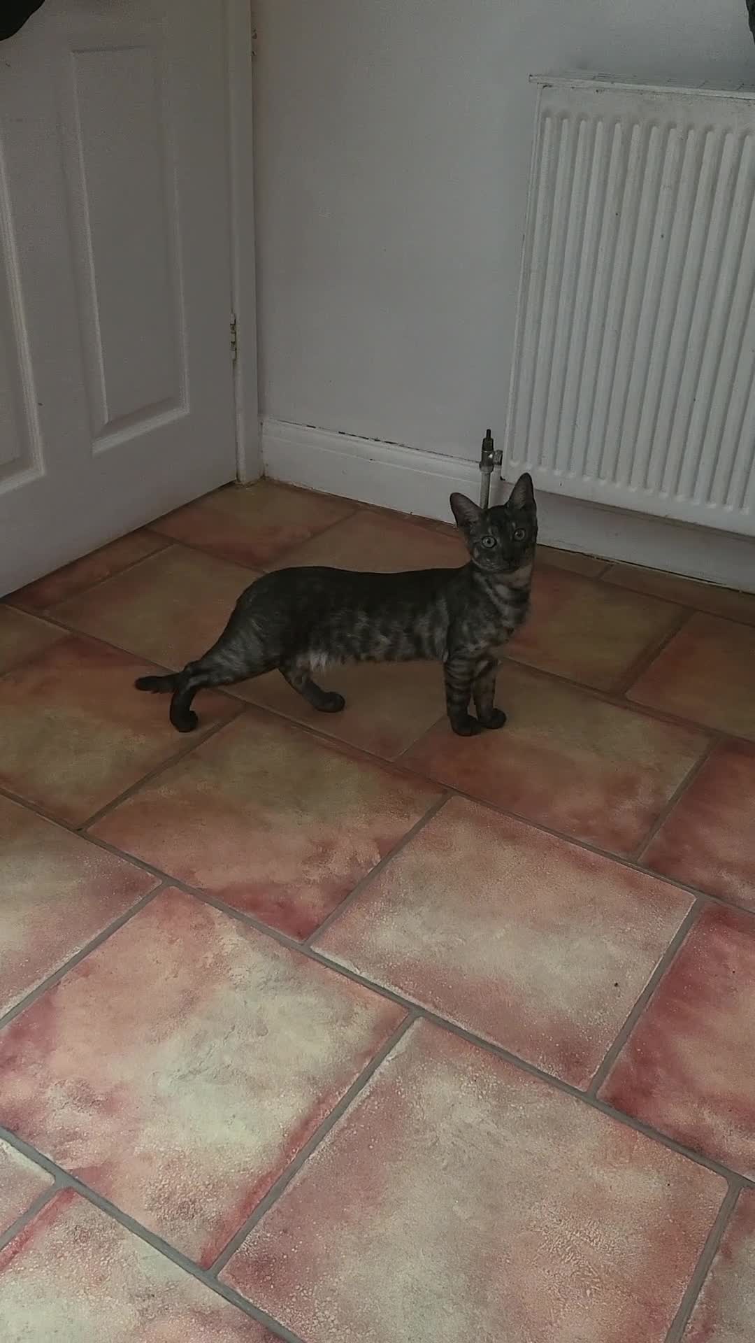 Bengal cats for sale: Bengal kittens - Video 1