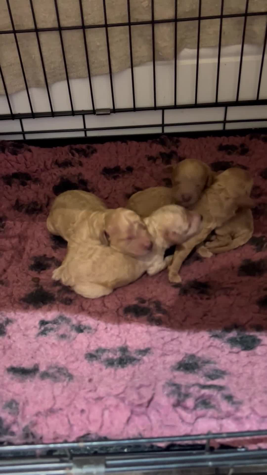 Cockapoo dogs for sale: Beautiful Cockapoo Puppies  - Video 3