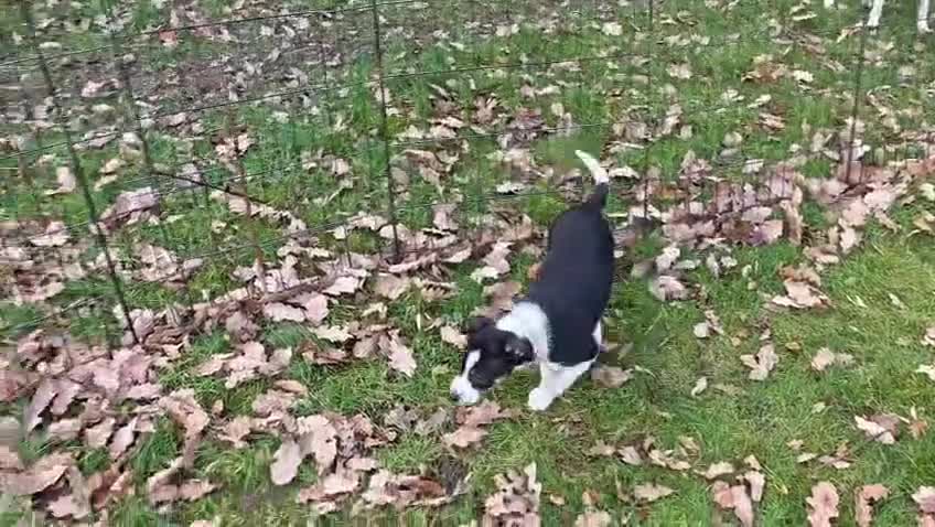 Welsh Collie dogs for sale: Beautiful Welsh Collie Sheepdog Puppy for Sale - Video 2