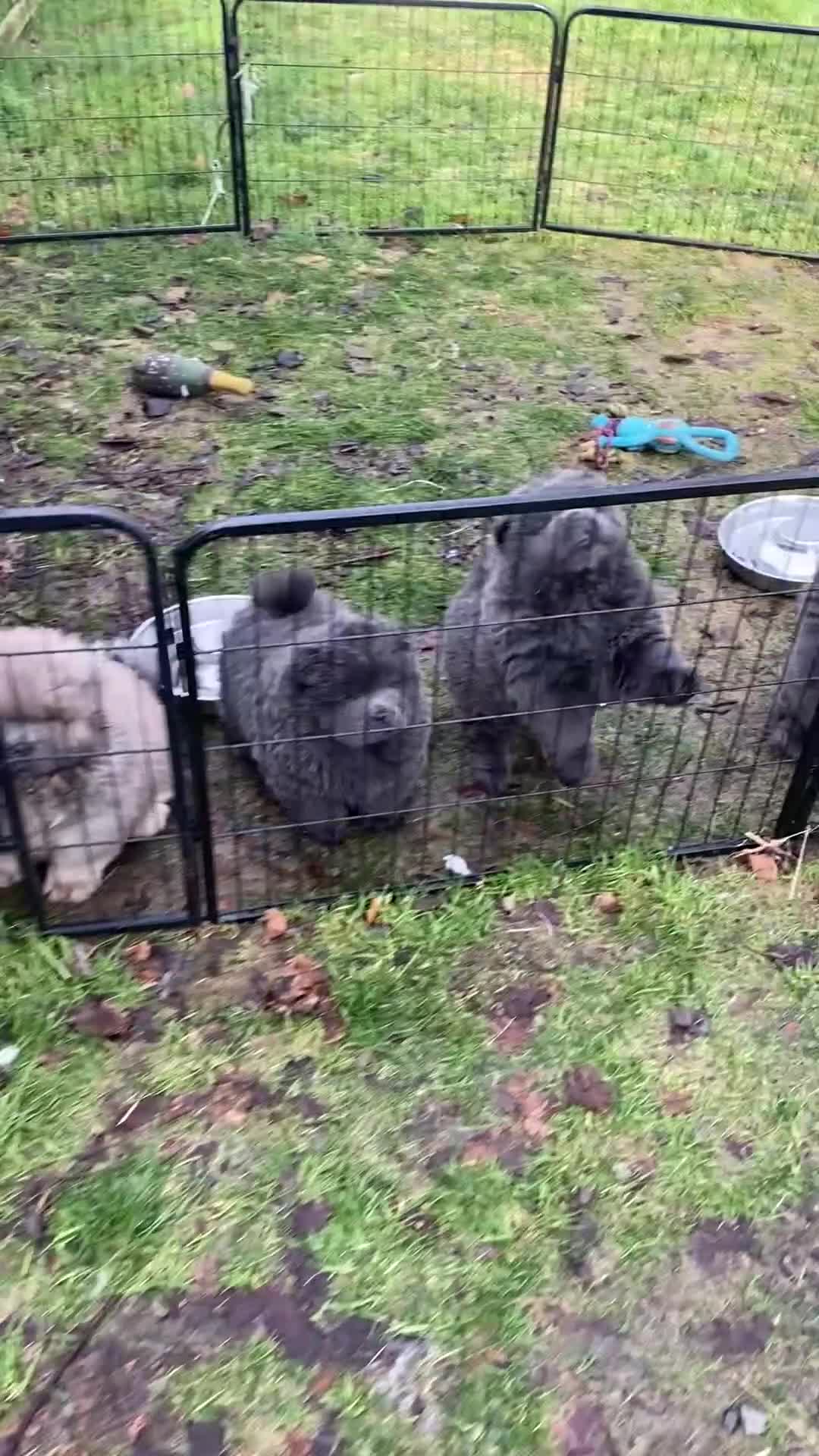 Chow Chow dogs for stud: Stunning chow chow - Video 1