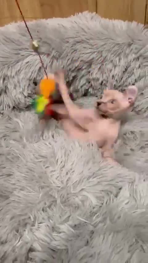 Sphynx cats for sale: TICA Reg Sphynx Kittens, Extensive Genetic Testing - Video 1