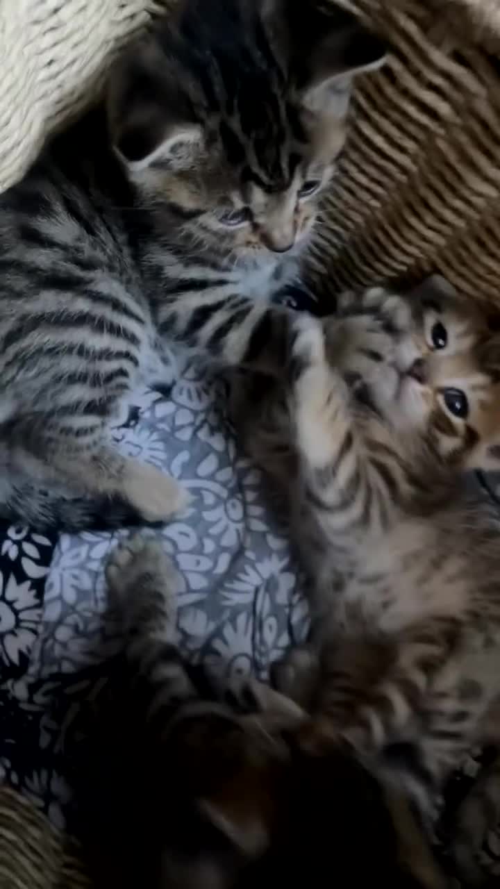 Mixed Breed cats for sale: Kittens  in Birmingham - Video 1