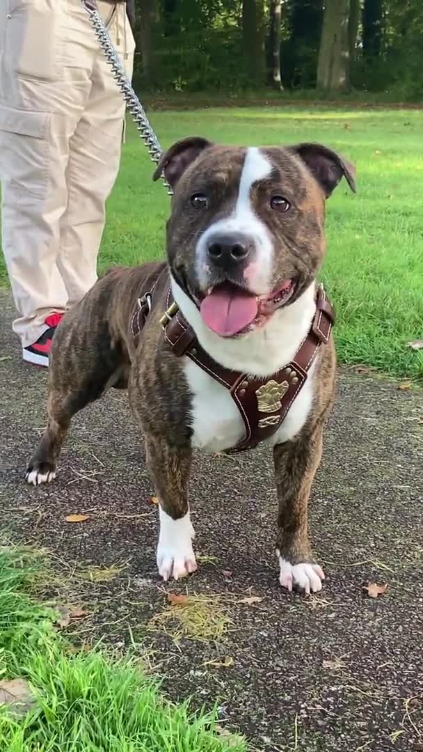 Staffordshire Bull Terrier dogs for stud: Legacy’s Spartan Available For Stud in Leicester - Video 3