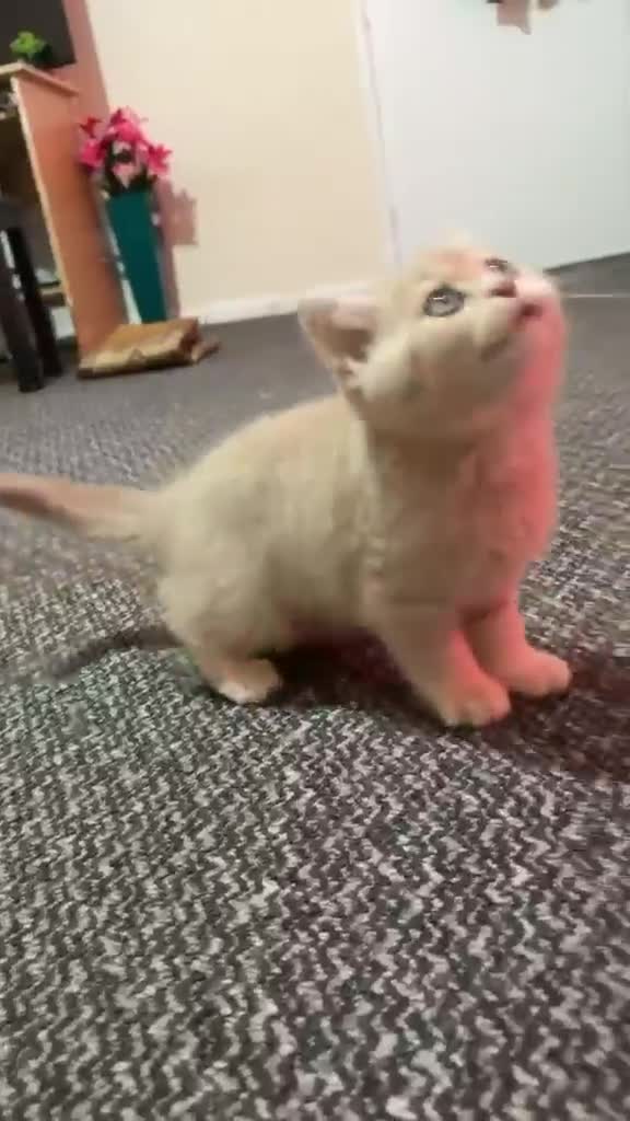 British Shorthair cats for sale: British Shorthair cats - Video 3