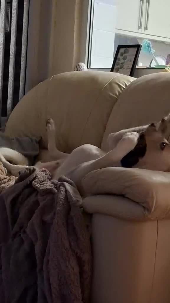 Labrador Retriever dogs for adoption: STORM !  - Video 4