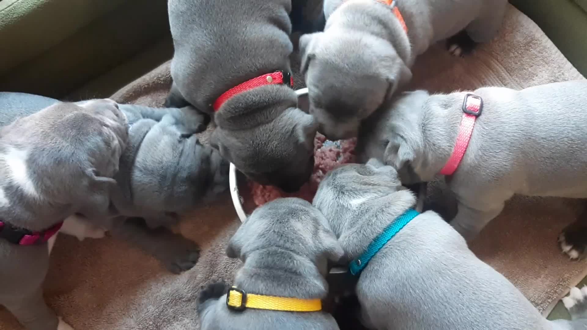 Staffordshire Bull Terrier dogs for sale: Pedigree Blue Staffordshire Bull Terrier Puppies in Wellingborough - Video 2