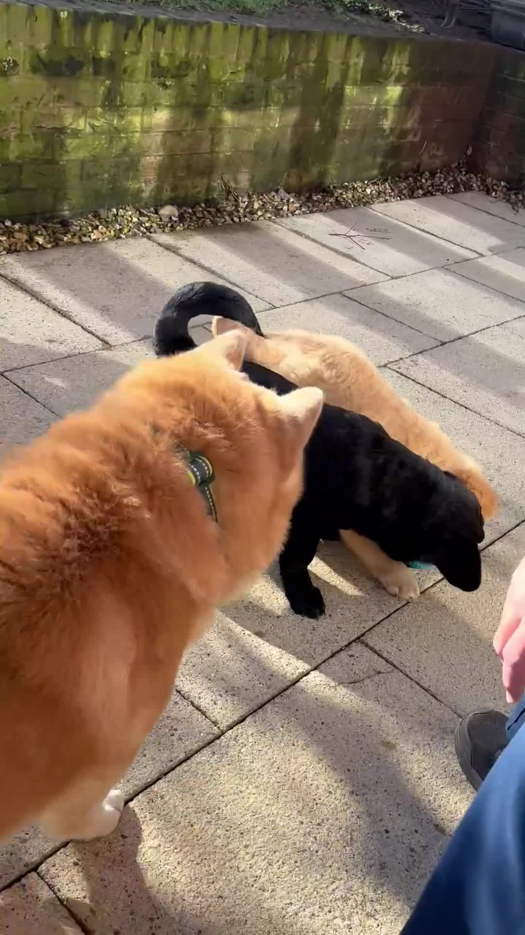 Mixed Breed dogs for sale: Cocker Spaniel cross Chow Chow puppies - Video 3