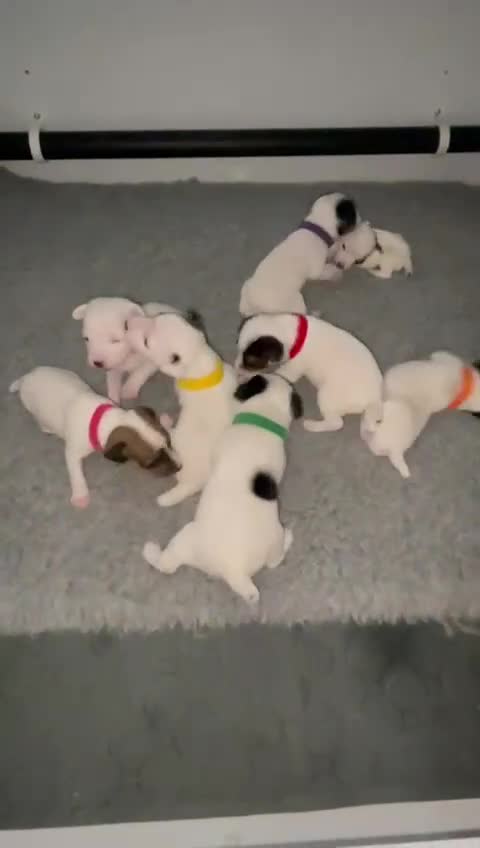 Parson Russell dogs for sale: Parsons Russell Puppies - Video 2